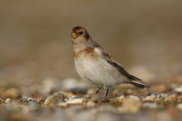 Snow bunting, Plectrophenax nivalis