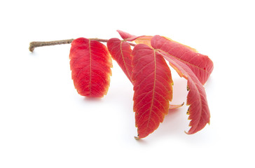 red feaf