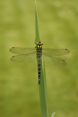 Southern hawker or aeshna, Aeshna cyanea
