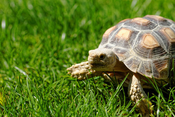 African Spurred Tortoise