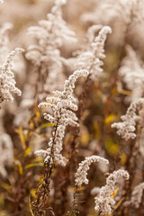autumn plants