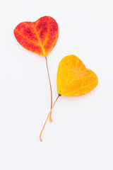 Heart shaped autumn leaves