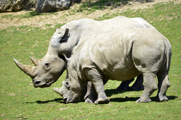 Two white rhinoceros (Ceratotherium simum) on grass