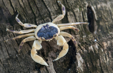 Crab