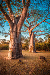 Baobab and warthog