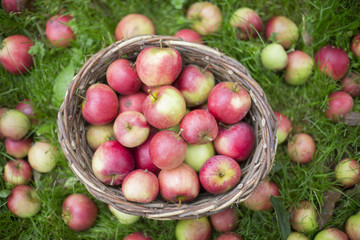 Basket Full Of Apples On Grass
