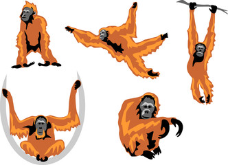 Obraz premium orangutan