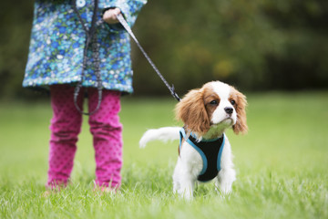Gir Taking King Charles Puppy For Walk On Lead © Daisy Daisy