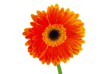 gerbera