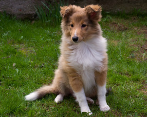 Shetland sheepdog outdoors