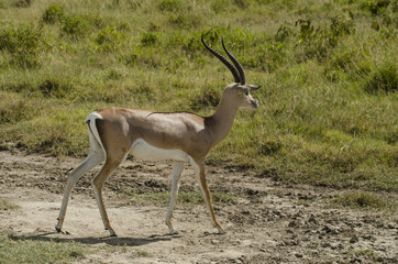 gazelle de Rainey, gazella raineyi, Nord du Kenya