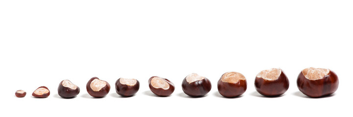 Ten chestnuts of different size on white background