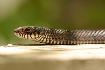 Rat snake on ground