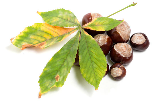 Chestnuts covered by colorful leaf on white background