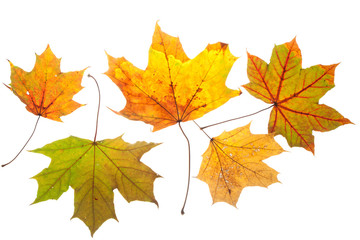 Naklejka na ściany i meble Colorful chestnut leaves in fall