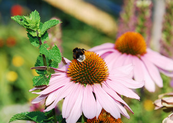 Echinacea Purpurea with Bee