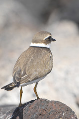 Adult Kentish Plover Water Bird