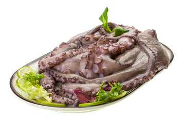 Raw large octopus