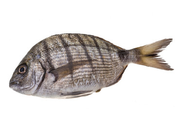 Raw Tilapia