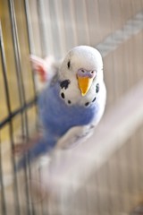 munki