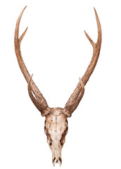 samba deer skull horn isolated on white backgorund