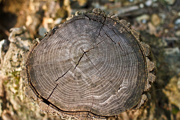Sectioned tree trunk