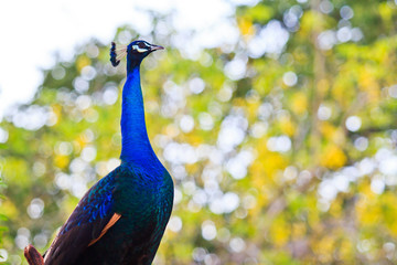 Obraz premium Close-up portrait of male peacock in pairing season