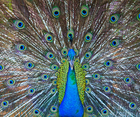 Close-up portrait of male peacock in pairing season