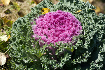 cabbage flower