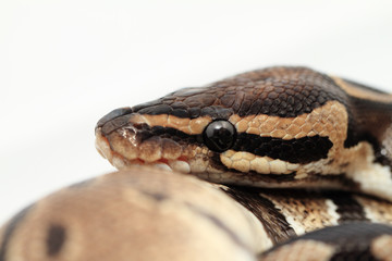 Ball Python close up