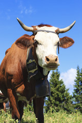 cow in french alps