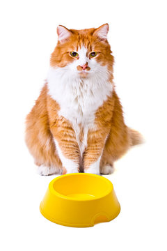 Hungry Orange And White Cat With Empty Bowl