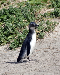 Jackass penguin at The boulders beach