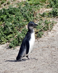 Obraz premium Jackass penguin at The boulders beach