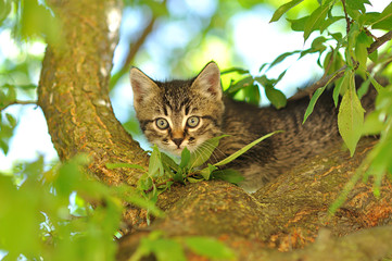 Naklejka na ściany i meble Little kitten on the tree
