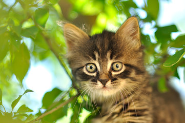 Naklejka na ściany i meble Funny kitten on a tree