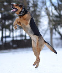 Jumping dog