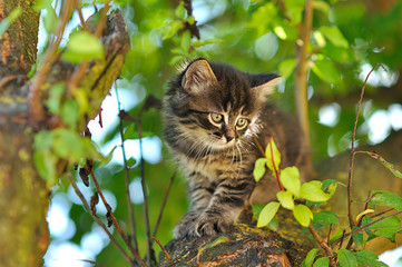 little kitten on a tree