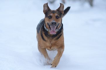Running dog