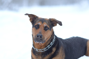 Funny dog in the snow