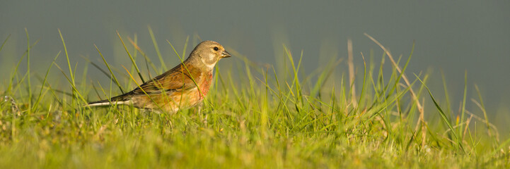 Linotte mélodieuse (Carduelis cannabina - Common Linnet)