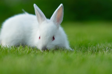 Baby white rabbit in grass