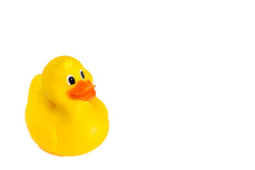 Yellow rubber duck on a white background