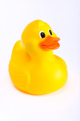 Yellow rubber duck on a white background