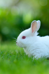 Baby white rabbit in grass