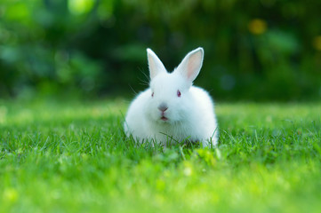 Baby white rabbit in grass