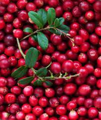 Background of Cranberry