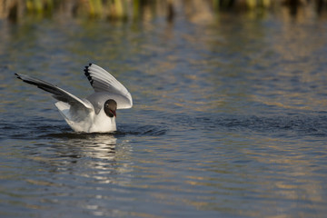 Mouette rieuse posée sur l'eau de l'étang