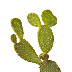 Opuntia cactus isolated on white background