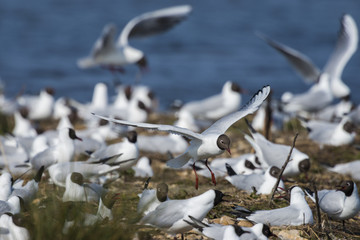 La colonie de mouettes rieuses installée au marais du Crotoy au